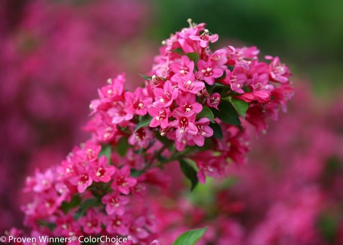 Weigela florida Sonic Bloom&reg; Pink