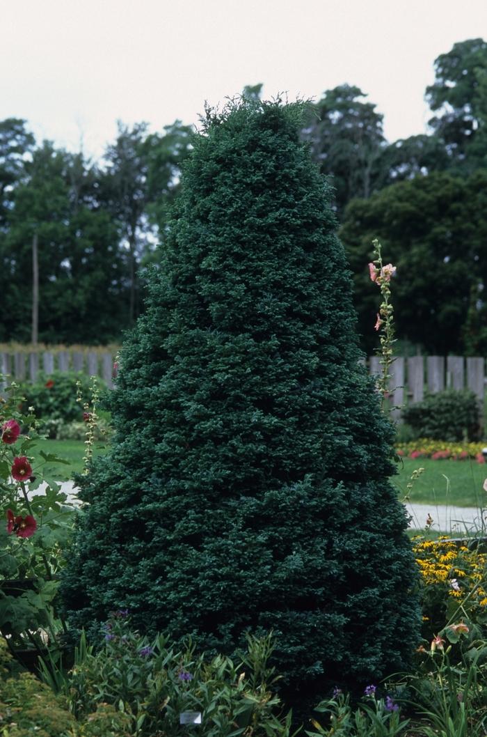 Chamaecyparis pisifera Boulevard