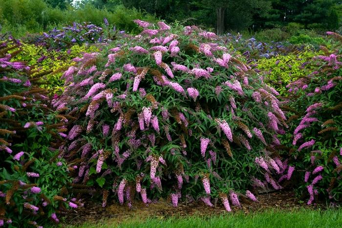 Clematis Earthquake