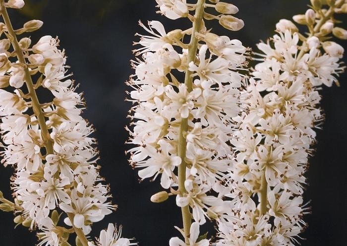Clethra alnifolia Vanilla Spice&reg;