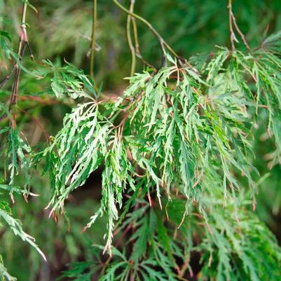 Acer palmatum Mikawa Yatsubusa