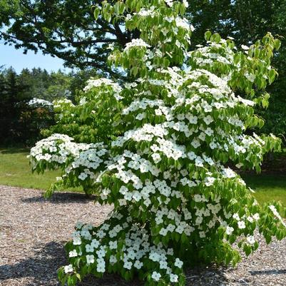 Cornus kousa Milky Way