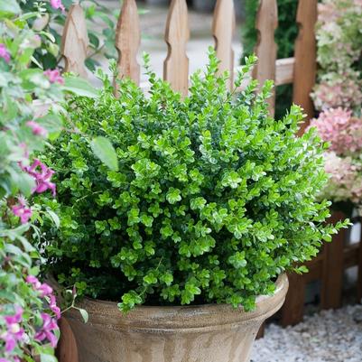 Cytisus scoparius Moonlight
