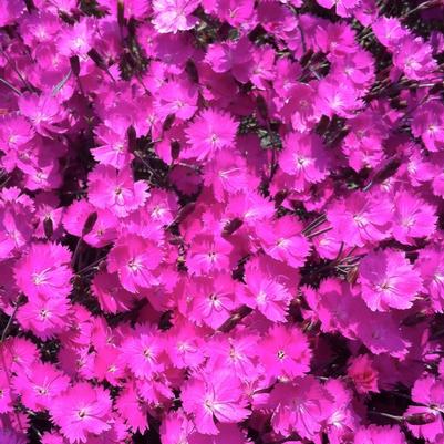 Dianthus gratianopolitanus Fire Witch