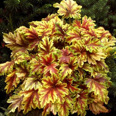 Heucherella Gold Zebra