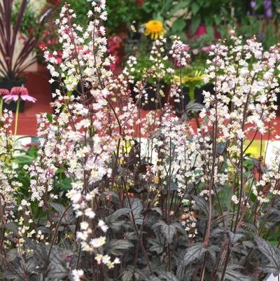 Heucherella Infinity