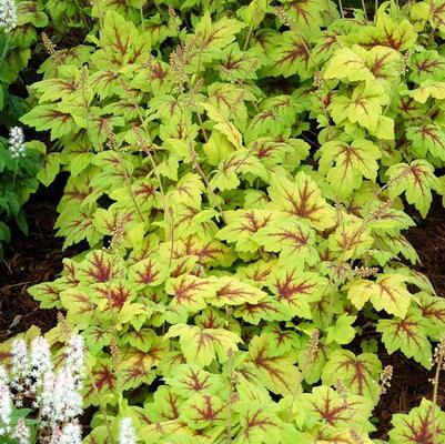 Heucherella Stoplight