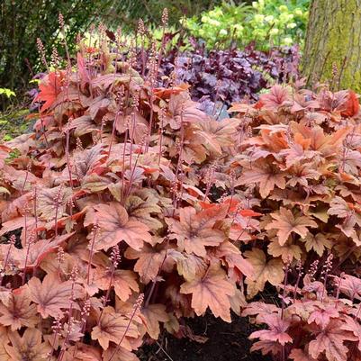 Heucherella Sweet Tea