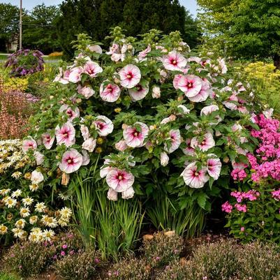 Hibiscus Angel Eyes