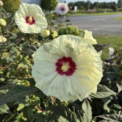 Hibiscus Summerific&reg; French Vanilla