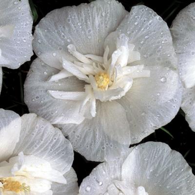 Hibiscus syriacus Amplissimus