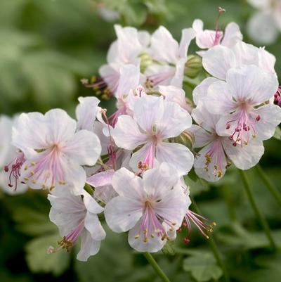 Hibiscus syriacus Morning Star