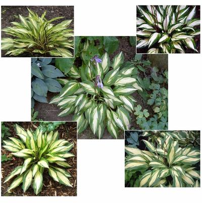 Hosta Cherry Berry
