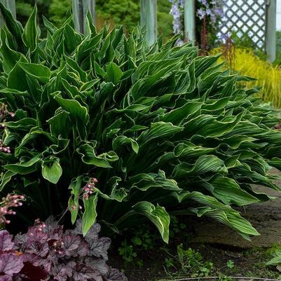 Hosta Praying Hands