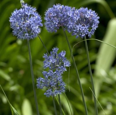 Allium caeruleum 