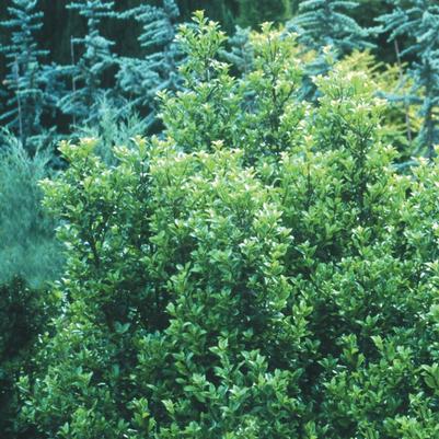 Ilex x meserveae Castle Wall&reg;