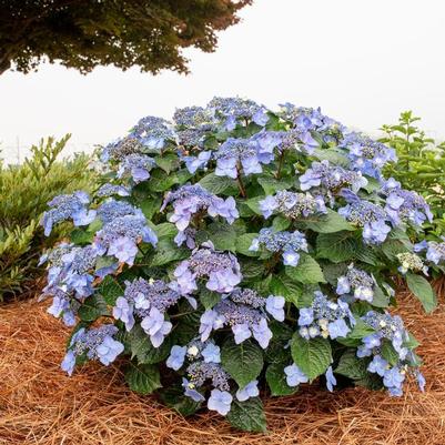 Ilex glabra Nordic&trade;