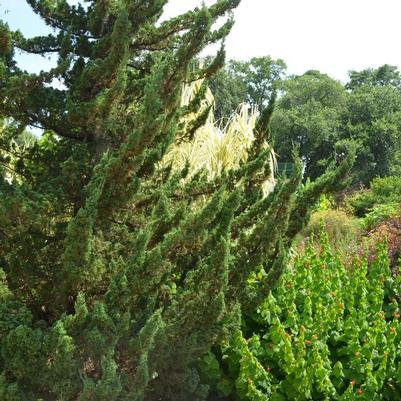 Juniperus chinensis Torulosa&trade;