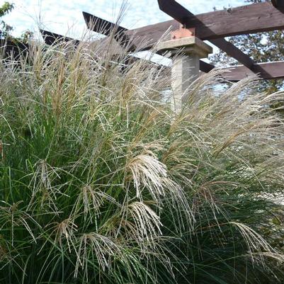 Juniperus chinensis Gold Lace