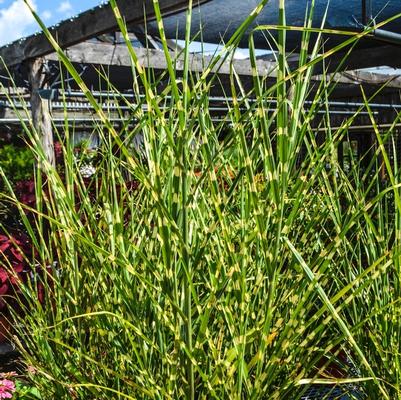 Juniperus squamata Blue Star