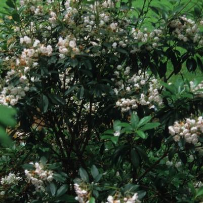 Kalmia latifolia Olympic Fire