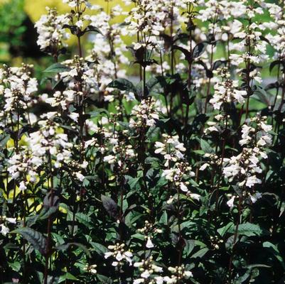 Lamium maculatum Purple Dragon