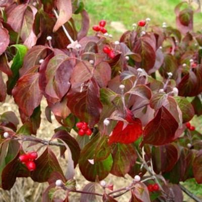 Leucothoe axillaris 