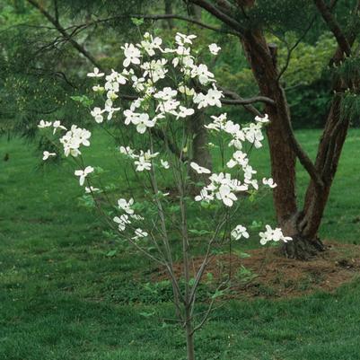Leucothoe fontanesiana 