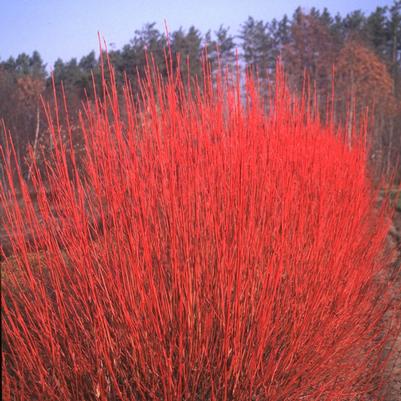 Liquidambar styraciflua Happidaze&trade;