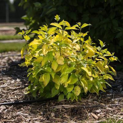 Lonicera Coral Star