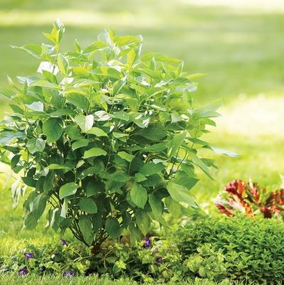 Lonicera nitida Thunderbolt