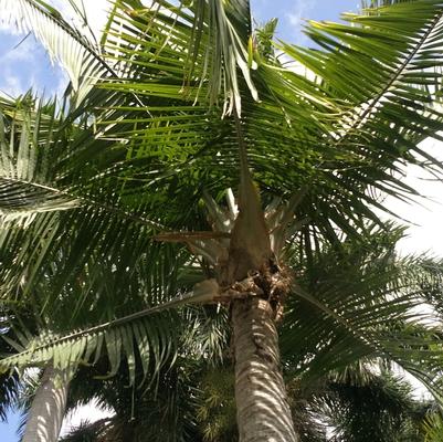 Ravenea rivularis 