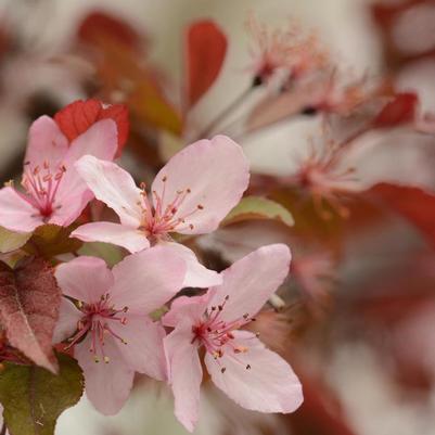 Malus Royal Raindrops&reg;