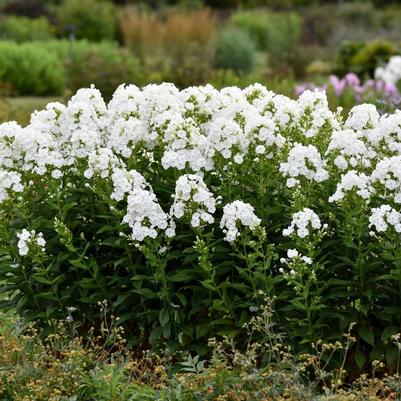 Paeonia suffruticosa Shimadaijin