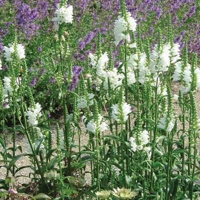 Phlox subulata Amazing Grace