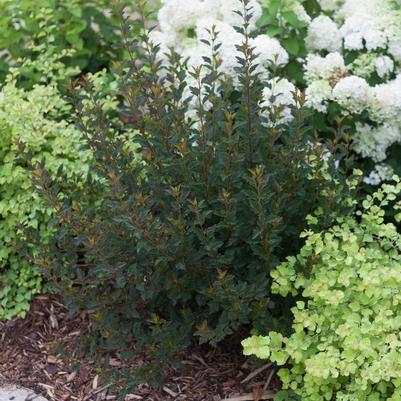Phlox subulata Crimson Beauty