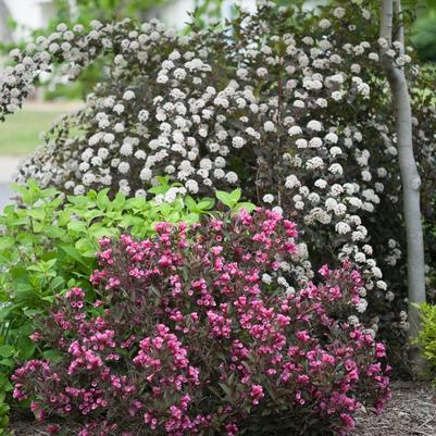 Phlox subulata Purple Beauty