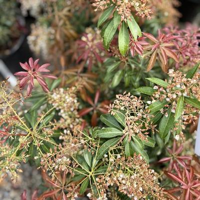 Pieris japonica Dorothy Wycoff