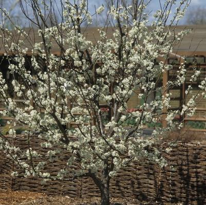 Prunus domestica Stanley