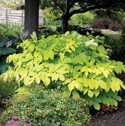 Prunus domestica Green Gage