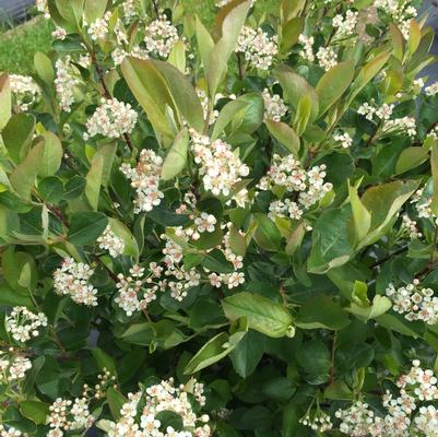 Prunus laurocerasus Schipkaensis