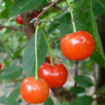 Prunus Montmorency