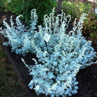 Prunus cerasus North Star