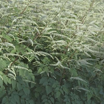 Prunus persica Reliance