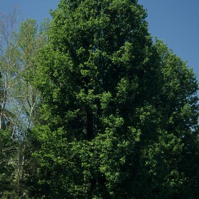 Pyrus calleryana Chanticleer&reg;