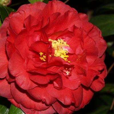 Rhododendron PJM Elite Star