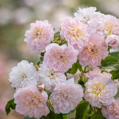 Rosa Elizabeth®