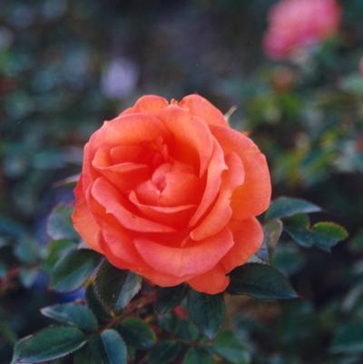 Rosa Gingersnap