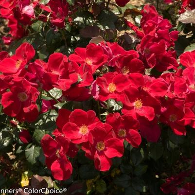 Rosa Home Run&reg;