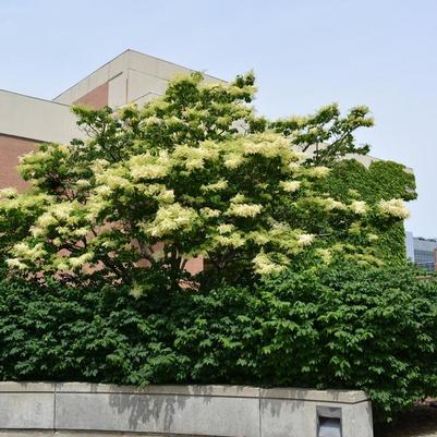 Syringa reticulata 